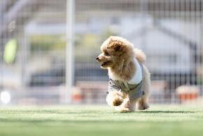 愛犬との西伊豆旅を応援！「ゆるり西伊豆」宿泊で「土肥金山」ドッグラン利用料半額キャンペーン