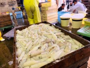 回転寿司「力丸」が夏の旬を味わう「夏の寿司まつり」を開催