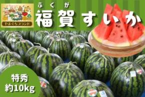 山口県阿武町産「福賀すいか」がJAタウンに登場