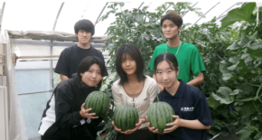 近畿大学農学部生が栽培した「近大ICTスイカ」を奈良と大阪で販売