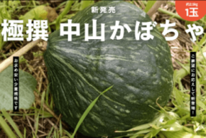 栃木県那須烏山市の希少品種「中山かぼちゃ」がJAタウンで販売開始