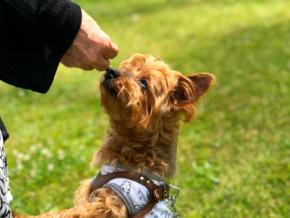 愛犬と過ごす淡路島の旅 グランピングリゾート2施設で叶える特別な休日