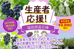 福岡県産「巨峰」を特別価格で販売開始