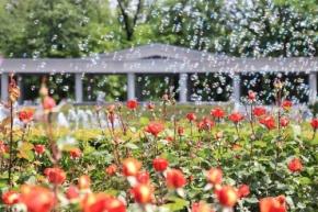 神代植物公園で「秋のバラフェスタ」開催