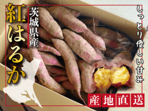 茨城県土浦市でさつまいも収穫＆焼き芋体験イベントが10月10日に開催