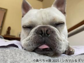「鼻ぺちゃ展 2025」: 鼻ぺちゃ犬の魅力にあふれた写真展&物販展が開催