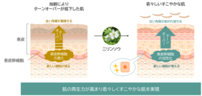ニリンソウが新たなエイジングケアの可能性を開く!ノエビアグループ、肌再生力を高める研究成果を発表