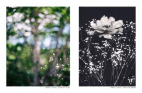 スウェーデンの学生とコラボレーション：「FLOWER / SHOWCASE」共同写真展が東京工芸大学で開催