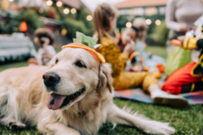 秋も続投！「第2回 Happy ワンDays フェスタ」開催予定、よりパワーアップした内容で愛犬家に贈る楽しい3日間が始まる