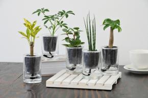 大注目のインテリアグリーン、炭の樹が高輪地区まつりで初展示・限定販売！
