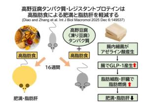 高野豆腐の新たな機能性が明らかに 肥満・脂肪肝予防への道を開く