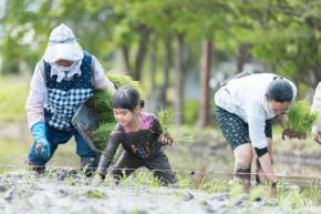 子どもたちに手植えの米づくり体験を！ノエビアグリーン財団主催の「未来につながる環境教室」開催