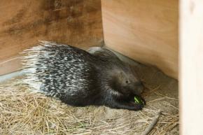 動物小屋にアップサイクル断熱材!異業種が協力した画期的な共創プロジェクト
