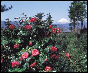 静岡県伊東市 小室山公園でつばき観賞会開催!色とりどりの椿と一緒に春を満喫しませんか?