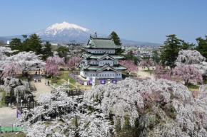 弘前公園の桜たちがあなたを待っています!さくらのオーナー募集中