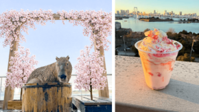 「春の動物お花見フェス」開催！アニミルお台場店＆心斎橋店で特別な春の体験を