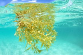 冨士色素、海藻廃棄物を生分解性バイオプラスチックに再生！補助金に採択されメキシコにて研究開始