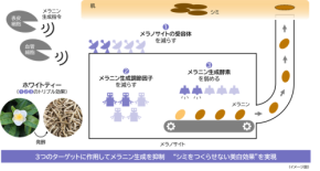 ノエビアグループ、新たな美白効果の可能性を解明 - 「ホワイトティー」と6種類の植物によるメラニン生成抑制効果