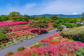 小室山公園つつじ観賞会、春の絶景を堪能せよ！