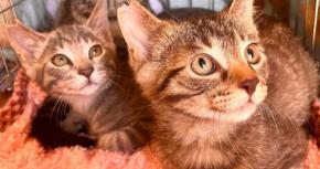 インターリンク、猫耳イラストコンテストを通じて保護猫支援団体への寄付を実施
