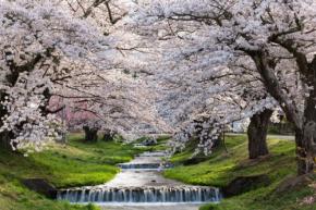 猪苗代町、桜の名所を巡る「猪苗代桜周遊バス」を期間限定運行