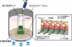 世界初、培養肝細胞で胆汁の連続排泄を可能にする新規デバイス開発