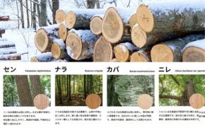 イクタ、未利用材を活用した新フローリング「MEGURI」を発表