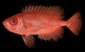 「アカネキントキ」は新種だった 鹿児島大学の研究チームがPriacanthus starnesiと命名