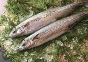 播磨灘の旬魚を直送!回転寿司力丸で味わう「浜直地魚」とブランド魚「華姫さわら」