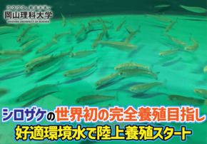 村上市でサケ陸上養殖、完全養殖実現へ向けた挑戦