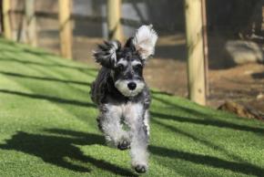 「ゆとりろ越後湯沢」に愛犬同伴可能な新客室が登場、2026年6月より宿泊プラン販売開始