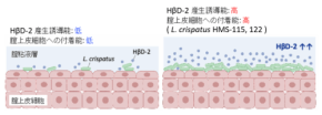 Lactobacillus crispatusが抗菌ペプチドHβD-2産生を誘導、菌株特異的な作用と付着能との関連性を解明