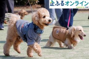 愛媛県伊予市「しおさい公園ドッグラン施設整備事業」の企業版ふるさと納税寄付募集開始