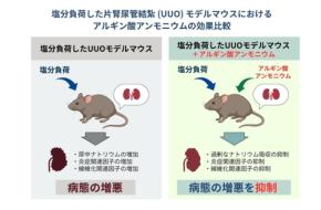 アルギン酸アンモニウム、塩分過剰摂取による腎臓への悪影響を抑制する効果を発表