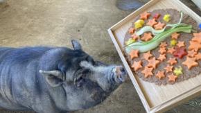 「のじま動物園」で親子で楽しむ夏の「どうぶつえんまつり」開催