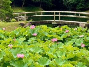 小石川後楽園で夏の風物詩、蓮とスイレンを楽しむ早朝観蓮会と竹細工教室を開催
