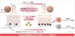 ノエビアグループ、大豆イソフラボン研究の新知見を発表：肌免疫バランスを整える「音更大袖」由来発酵液の効果を解明