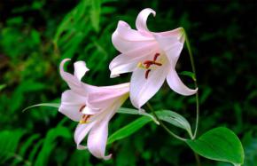 六甲高山植物園で淡いピンクのササユリが開花、七十二候とのコラボ展示も開催
