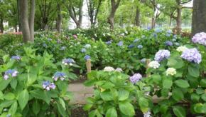 篠崎公園で「アジサイまつり」開催、約440株のアジサイと縁日、工作も楽しむ