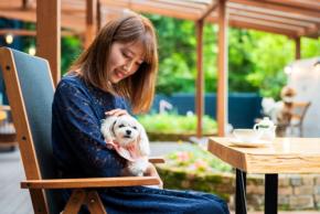 別府の温泉旅館が「ドッグリゾート」へリブランドオープン、愛犬と楽しむ記念プランも販売
