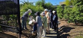 近畿大学薬学部薬用植物園で夕暮れ時の特別見学会を開催