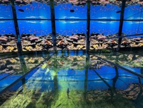 越前松島水族館の「海洋館」がリニューアル、光と映像が織りなす没入型体験へ