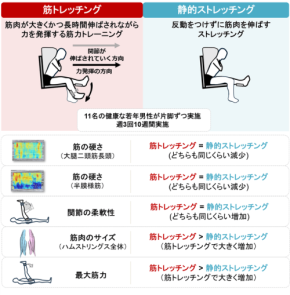 筋力トレーニングが筋肉を柔らかくする可能性を解明