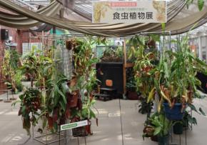 神代植物公園で食虫植物展が開催、珍しい品種や捕虫の仕組みを観察
