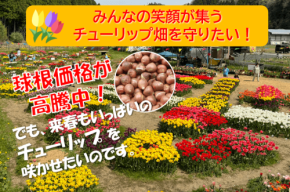 米原市のチューリップ畑を守るクラウドファンディングが開始