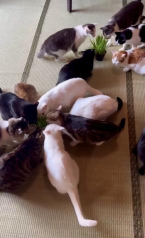 保護猫の排泄物を堆肥へ、Cozy Cat Shelterが資源循環プロジェクトを開始