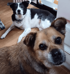 いたばし犬部が初のクラウドファンディングを実施、地域支え合いの仕組みを強化