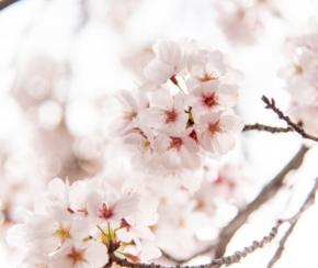 京阪園芸が桜を守るクビアカツヤカミキリ防除プロジェクトを始動