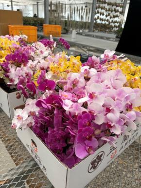熊本復興支援「フラワーリレープロジェクト」が始動