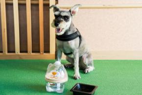 愛犬同伴型リゾートホテル「くにさき 森と海のドッグリゾート」全客室に犬用浄軟水器を導入
